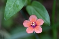 Anagallis arvensis